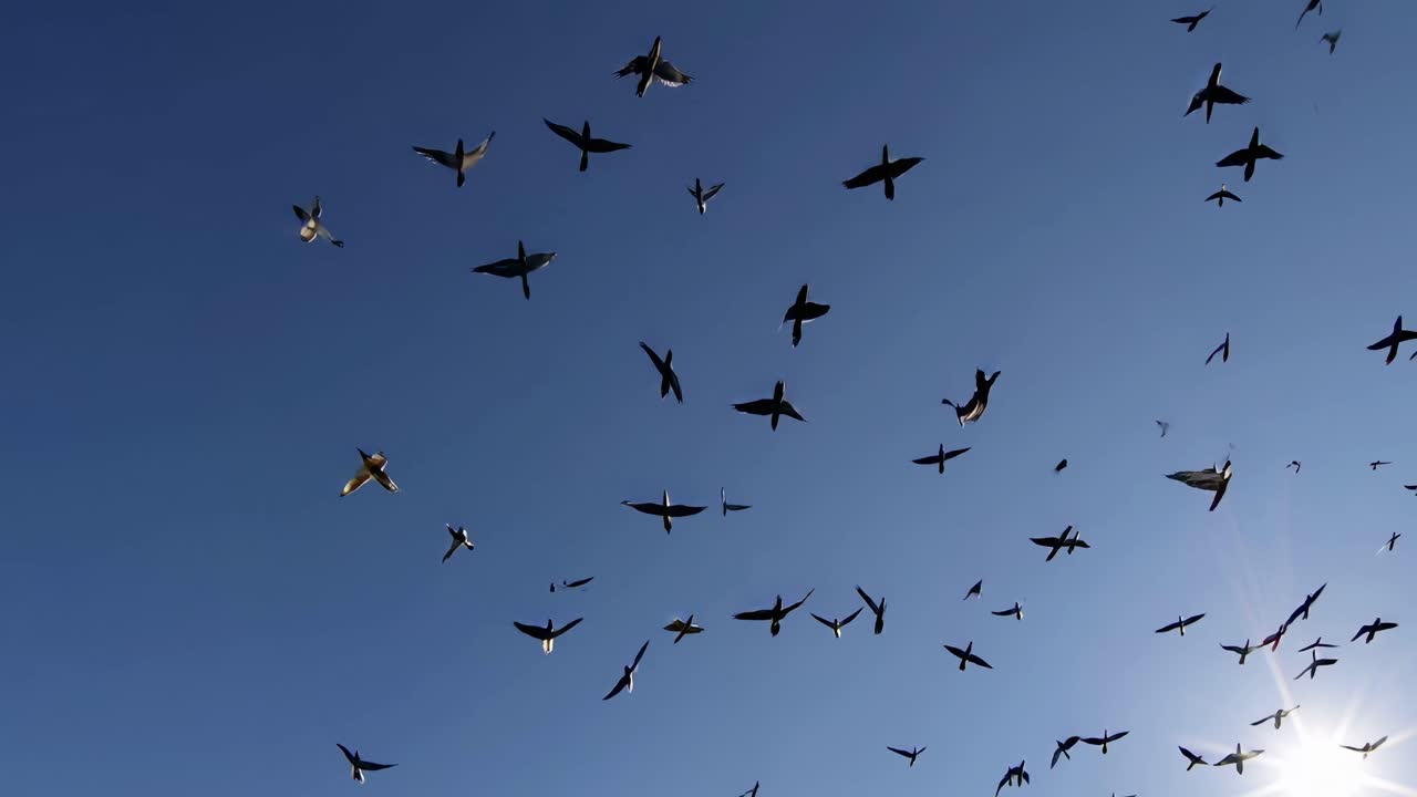 Aerial video captures birds soaring against a clear blue sky