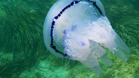 medusa rhizostoma pulpo en el prado de posidonia del mediterráneo