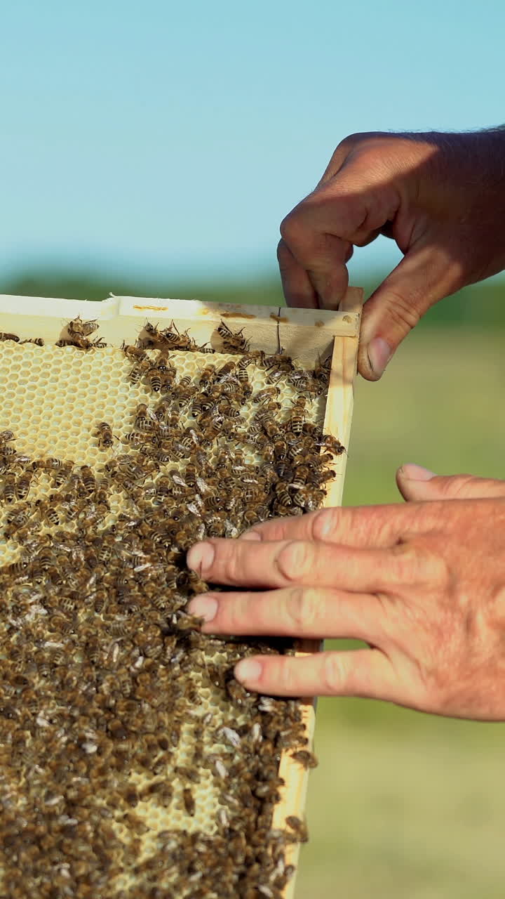 hand of man neatly holds a wooden frame with honeycomb on the background of the yard in the summer. Vertical video