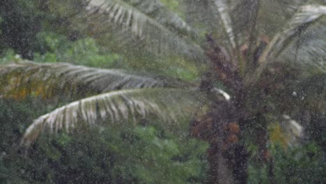 vertido de pequeñas gotas de lluvia caen sobre una gran palmera durante una tormenta en la isla grande de hawaii