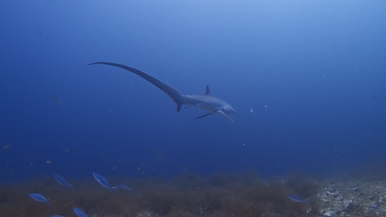 Squalo volpe filmato a Malapascua, Filippine. Nuota verso destra e si allontana dall'inquadratura