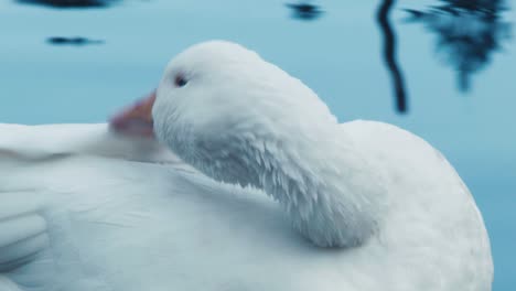 goose pruning itself at rivers edge