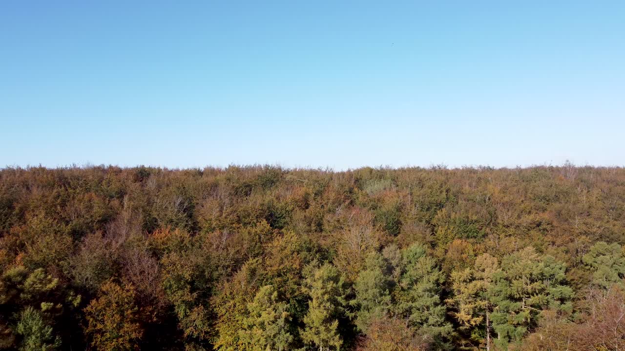 Dolly lento hacia adelante con dron sobre un bosque con colores otoñales.