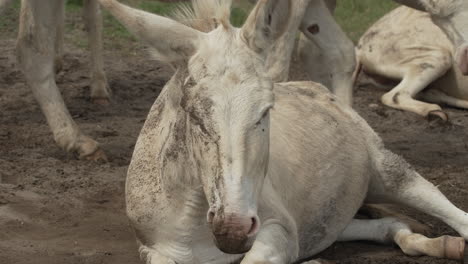 el burro blanco