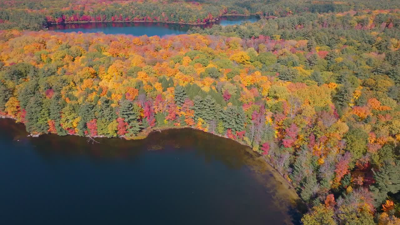 A colorful forest in autumn next to a calm lake with clear blue water, aerial view