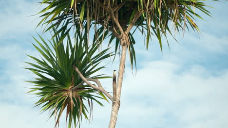 Pájaro-En-&quot;The-Shrike&quot;-De-Cola-Larga-Forrajeando-Encaramado-En-Una-Palmera-De-Repollo-De-Nueva-Zelanda-Contra-El-Cielo-Con-Nubes-Blancas-Fondo-De-Naturaleza-Salvaje-Tropical