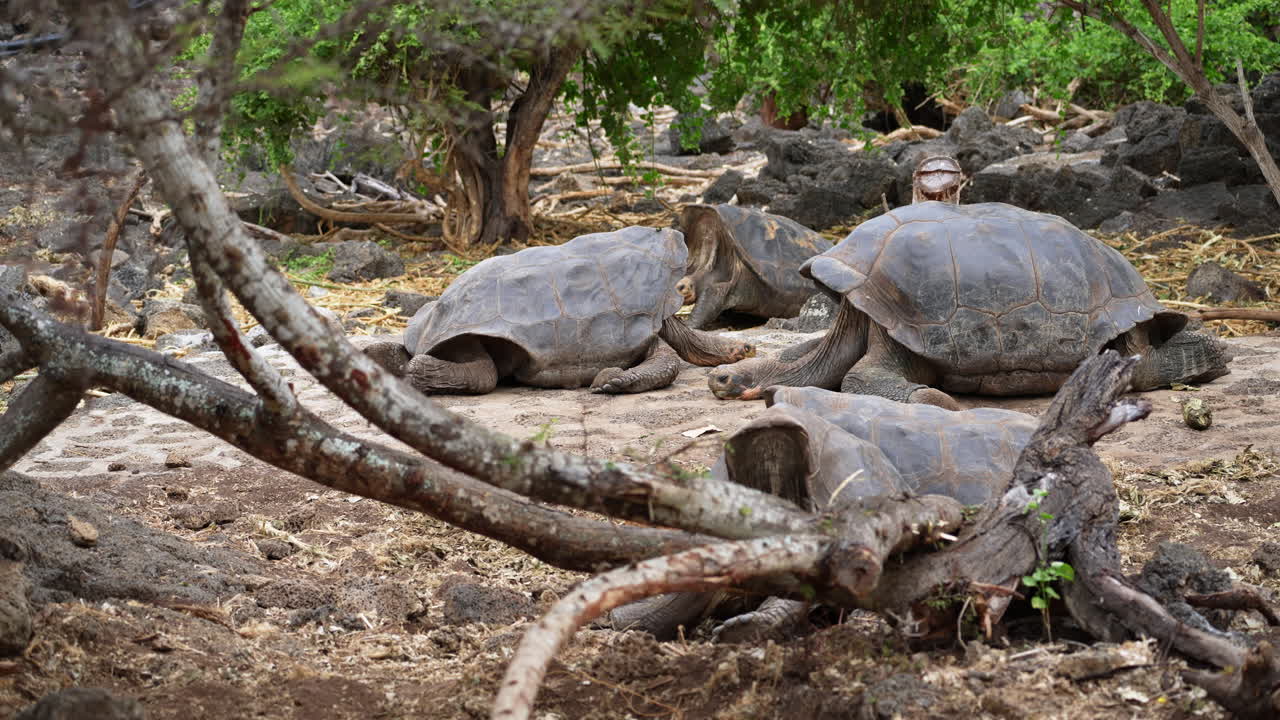 Group Of Giant Galapagos Tortoises Resting On Ground At Charles Darwin Research Station On Santa Cruz Island. Slow Motion