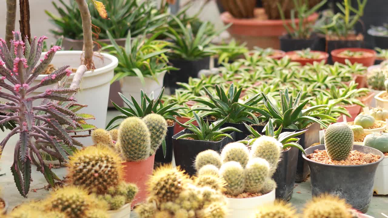 Una variedad de cactus y suculentas expuestas