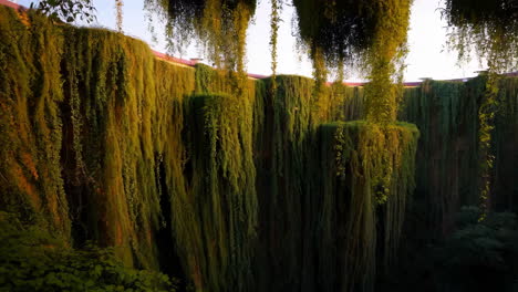 ivy-covered wall at sunrise/sunset