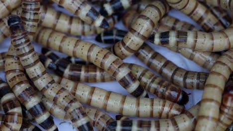 Close-up-of-Giant-Mealworms