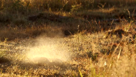 fresh steaming rhino dung heap in field on brisk african morning, zoom in