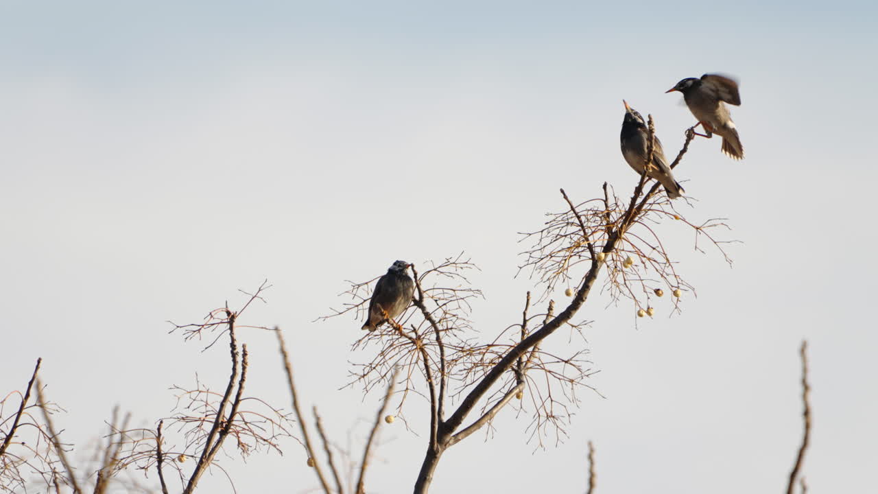 White-cheeked Starling Landing On A Branch With Two More Birds Perching On The Tree In Tokyo, Japan - static shot