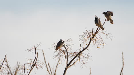 Estornino-De-Mejillas-Blancas-Aterrizando-En-Una-Rama-Con-Dos-Pájaros-Más-Posados-En-El-árbol-En-Tokio,-Japón---Tiro-Estático