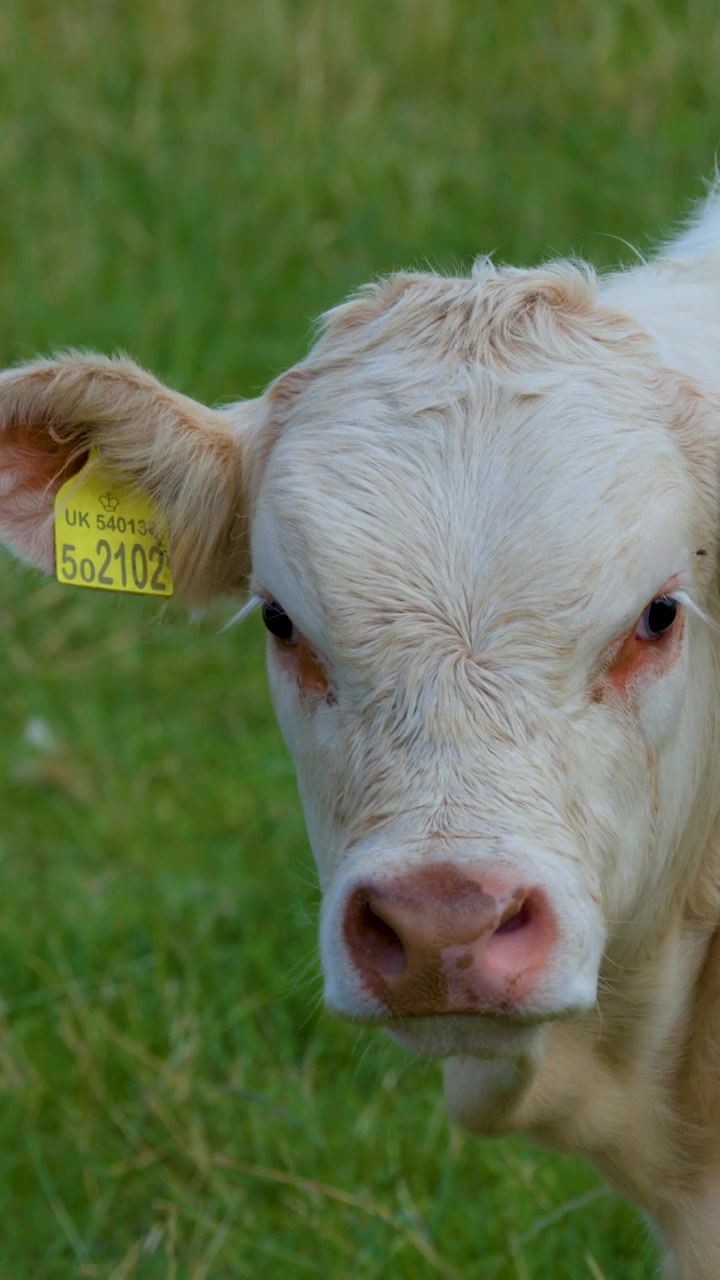 Un giovane vitello sta attento in un campo erboso, osservando i suoi dintorni con curiosità.