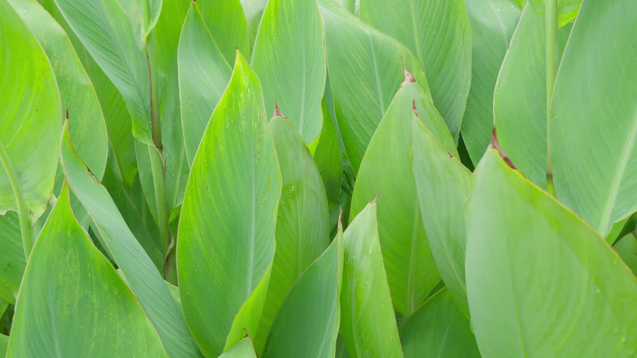 A close-up, static shot of a dense field of large, vibrant green leaves creating a natural background