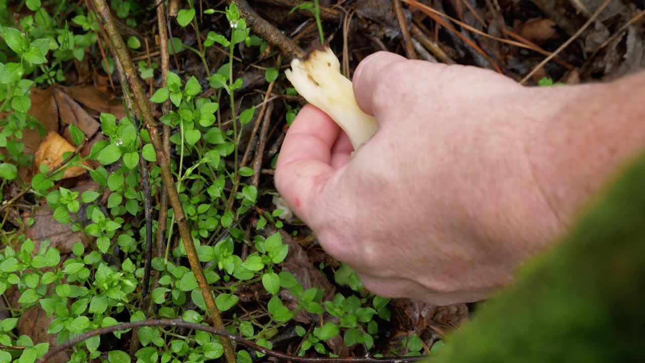 곰보 버섯을 땅에서 가져가서 바닥을 자르는 손의 하향식 정적 보기