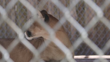 Florida-Panther-Schaut-Sich-Um,-Während-Er-Sich-Hinter-Einem-Eingezäunten-Gehege-Niederlegt