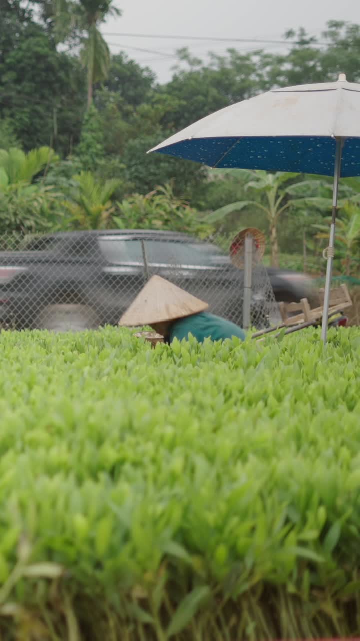 A person working in a field with a conical hat and umbrella
