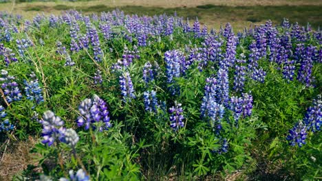 field of purple flowers, holtasoley, native to iceland