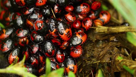 macro video of stink bug nymphs in a cluster