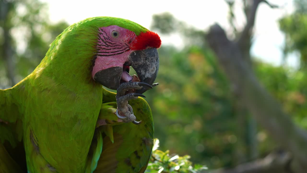 Un'ara verde maggiore (ara ambiguus) afferra una noce con l'artiglio, rompe il guscio con il becco e se ne ciba, in primo piano.