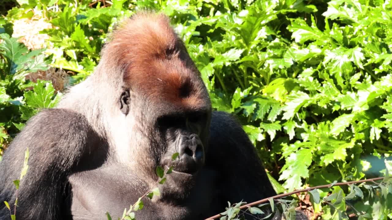 Un potente gorilla silverback siede in mezzo a una fitta vegetazione verde, selezionando e mangiando con cura foglie fresche.