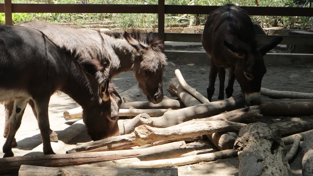 donkey standing in farm pen, rustic countryside livestock scene