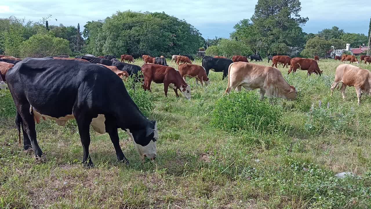 ganado vacuno comiendo hierba en campos verdes en santa fe, argentina