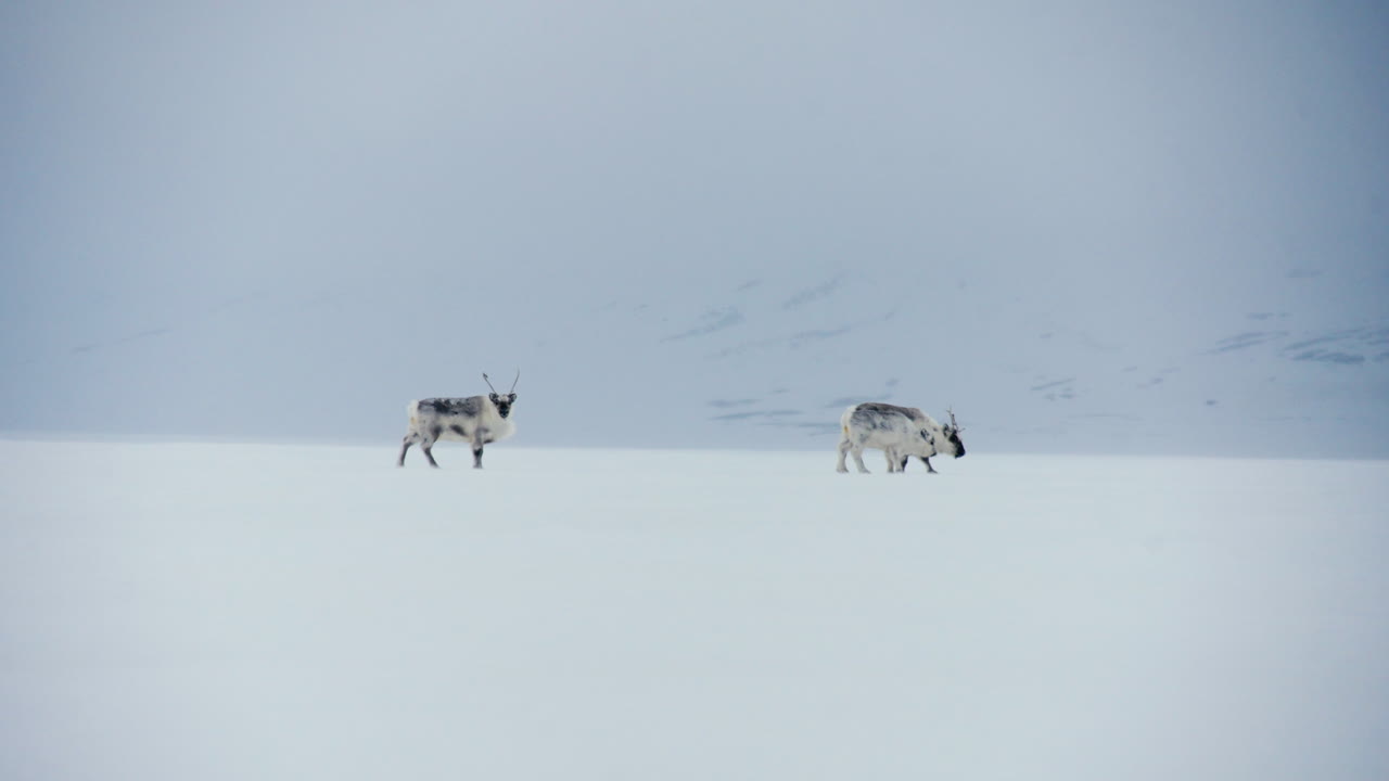 tres renos svalbard caminando lentamente a través del paisaje nevado ártico