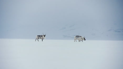 three svalbard reindeers walking slowly through arctic snowy landscape