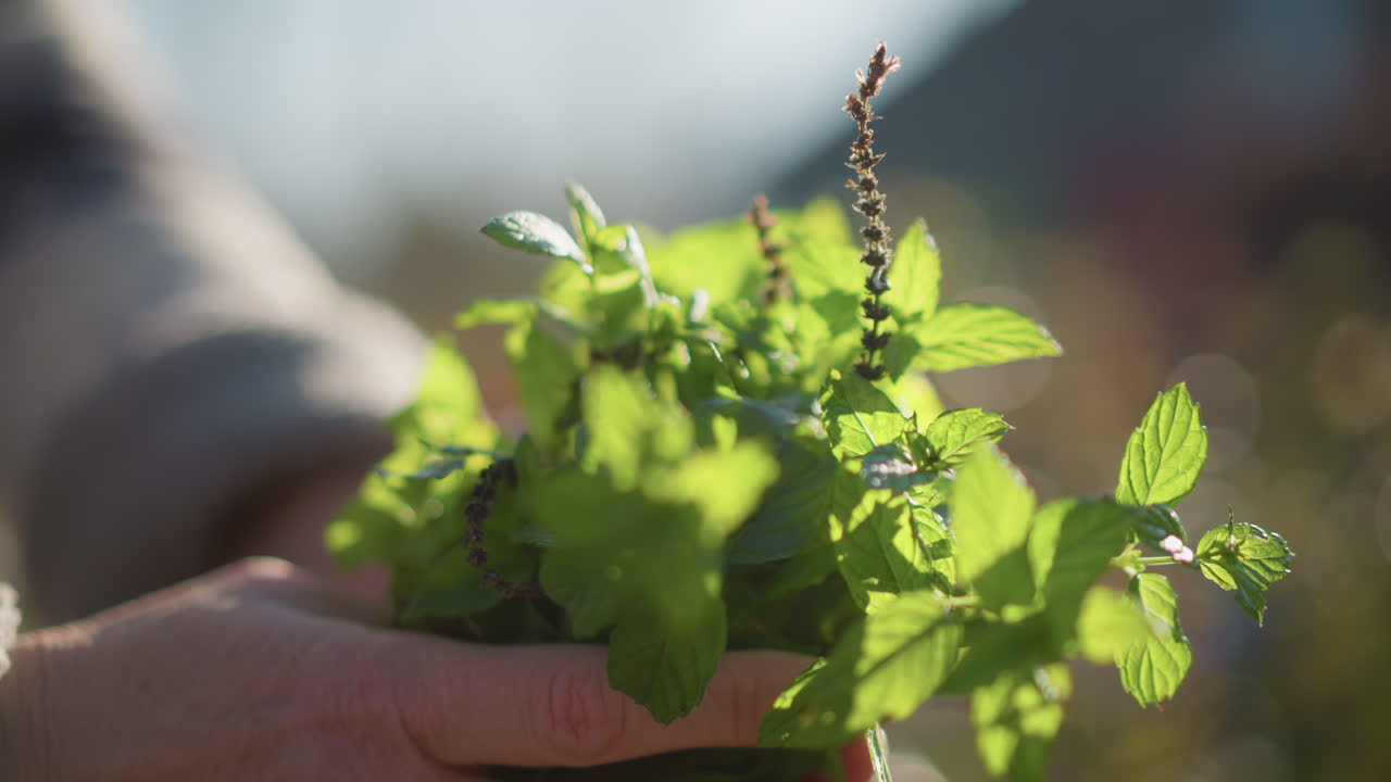 Ispezionando attentamente foglie di menta fresca. Mani illuminate dal sole che tengono erbe verdi vivaci. Mani delicate cullano foglie di menta profumate mentre la luce del sole ne esalta il vivace colore verde ogni pomeriggio.