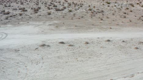 un coyote solitario cruza el árido desierto de mojave - vista aérea