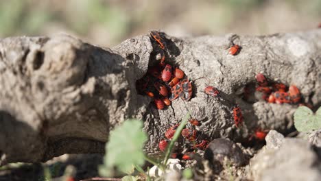 deraeocoris plant bugs crawling on a fallen piece of wood under the bright summer sun