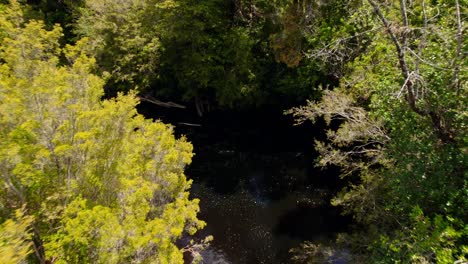 Paso-Elevado-De-Seguimiento-Inmersivo-De-Un-Río-Rojo-En-Medio-De-Un-Bosque-Virgen-En-Un-Día-Soleado