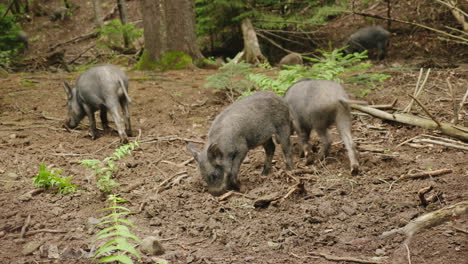 una manada de cerdos salvajes se alimenta en el bosque vida salvaje del bosque video 4k