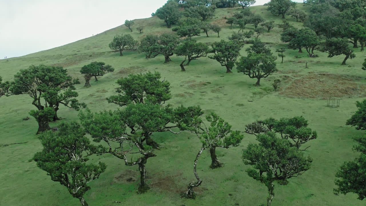 Scenic Mountain Landscape with Unique Trees