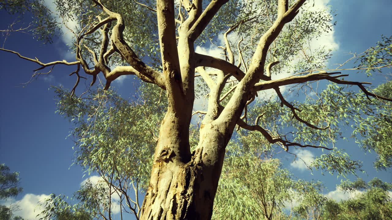 Majestic eucalyptus tree reaching towards the sky in a sunny setting