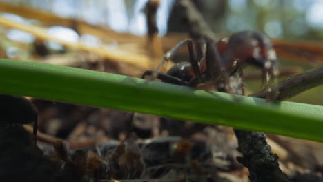 ants crawl among sticks grass leaves and pine needles