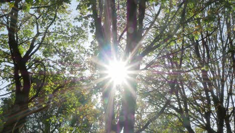 sun flaring through autumn leaves