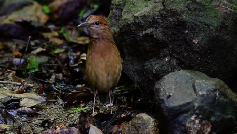 the rusty-naped pitta is a confiding bird found in high elevation mountain forests habitats, there are so many locations in thailand to find this bird