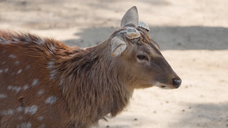 calm adult sika deer buck with cropped antlers standing in seoul forest park