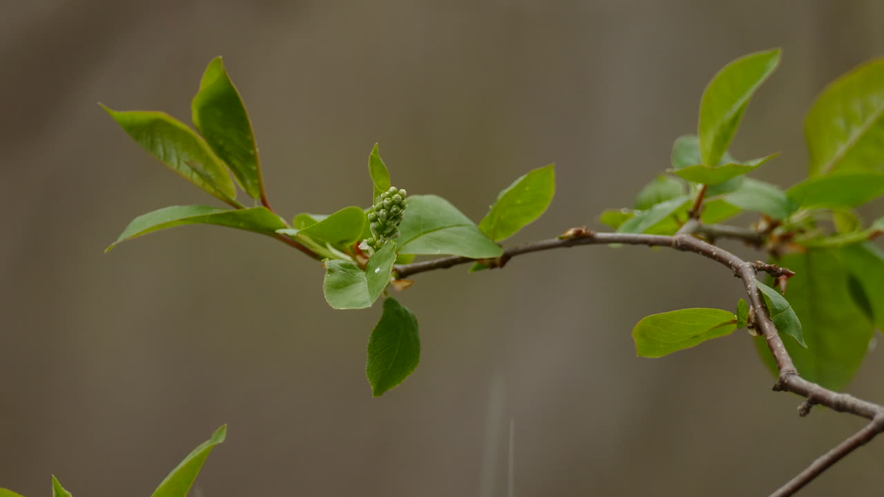 View of green leaves on a twig and a berry fruit, raindrops fall on the leaves