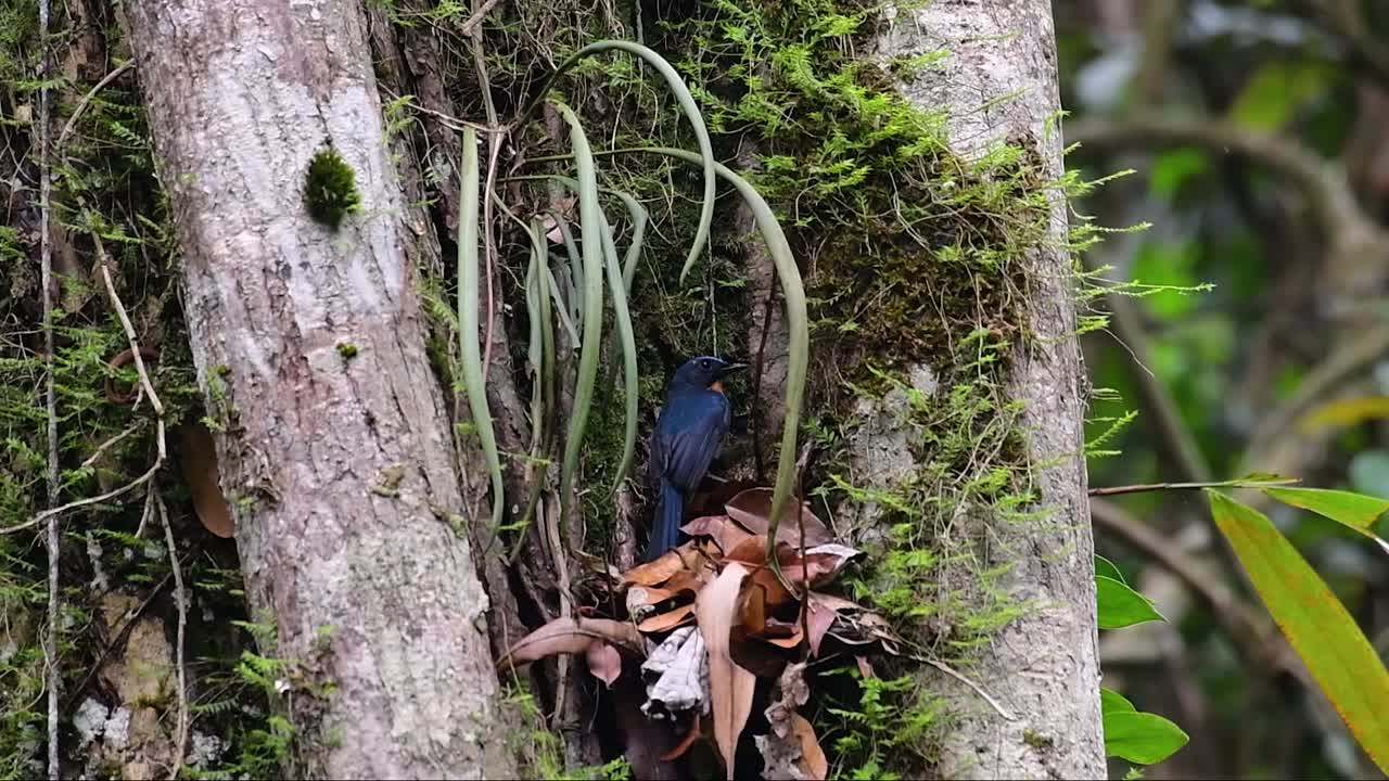 The Hill Blue Flycatcher is found at high elevation habitat it has blue feathers and orange-like breast for the male, while the female is pale cinnamon brown and also with transitioned orange breast