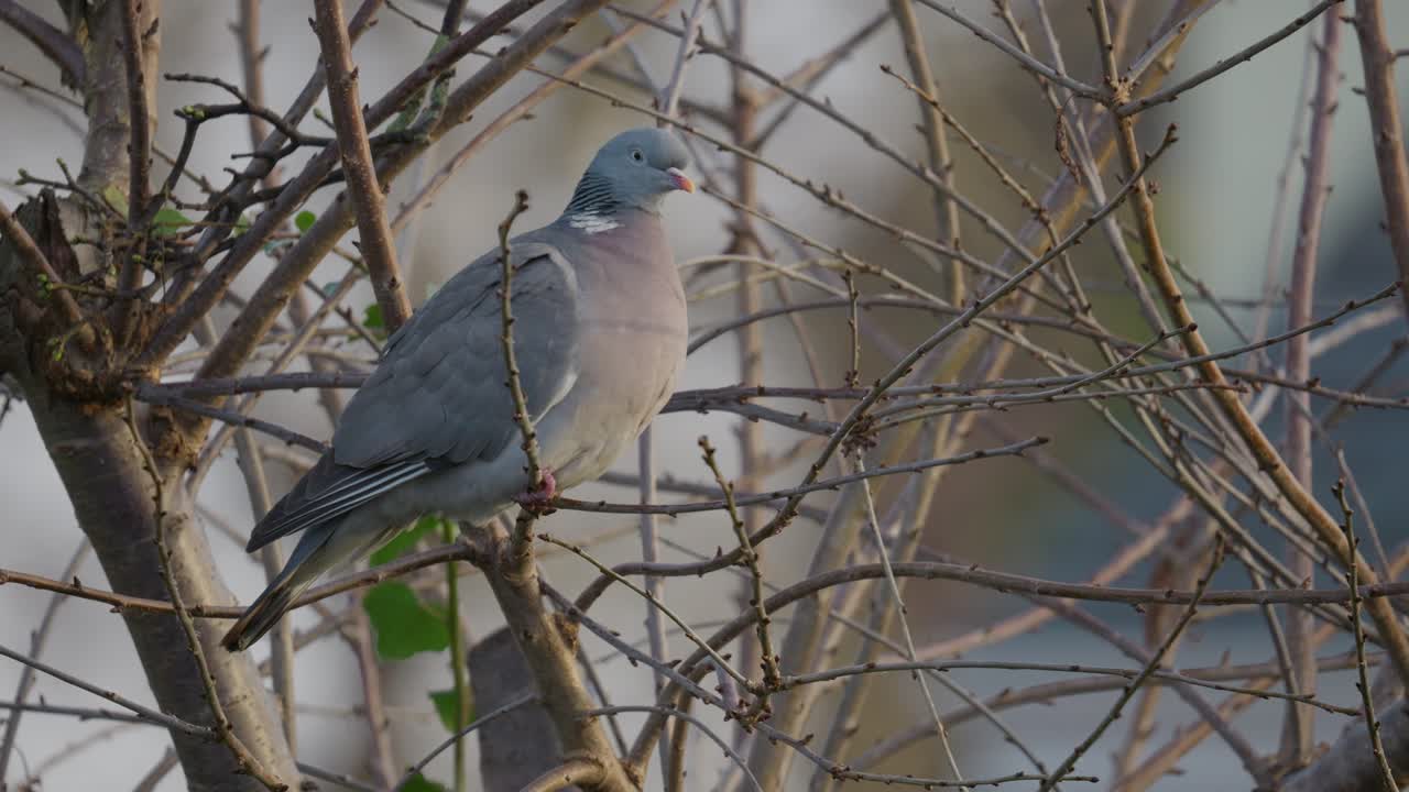 Single wild wood pigeon sitting high up in a Sycamore tree, preening, cleaning its feathers