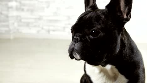 animal dog breed french bulldog sitting