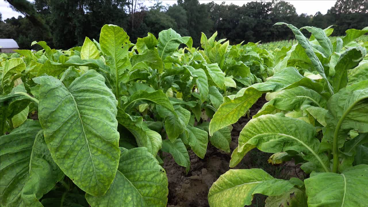 cultivo de tabaco en un campo en el sur del condado de orange, carolina del norte