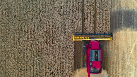 innovative combine harvester gathering crop. modern pink harvester collecting ripe wheat leaving thick dust on field. top aerial view.