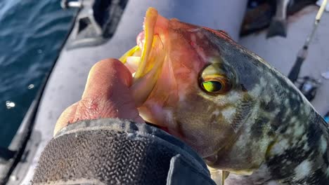 Close-up-shot-of-a-fisherman-through-a-Kelp-Bass-fish-back-in-the-sea-water-in-Bahia-Asuncion,-Mexico-on-a-sunny-day