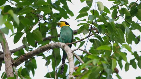 seen within the branch of the tree preening itself and wagging its tail, long-tailed broadbill psarisomus dalhousiae