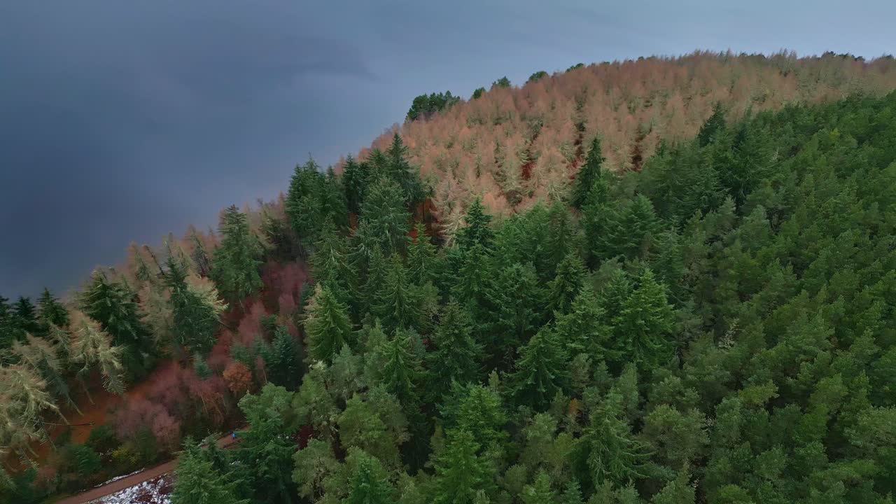 высокоугольный вид деревьев в лесу